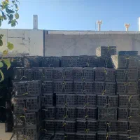 سبد انار|ظروف نگهدارنده، پلاستیکی، یکبارمصرف|کوهنانی, |دیوار