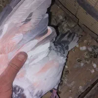 کبوتر پرشی|پرنده|نجف‌آباد, یزدانشهر|دیوار