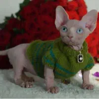 اسفینکس مامبینو اصیل خاص