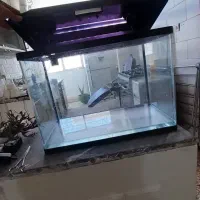 اکواریوم شرکتی