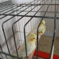 طوطی لوتیتو