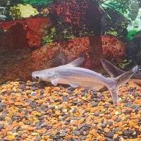 ماهی پنکوسی معاوضه اکواریوم