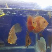 ماهی دیسکس|ماهی|مشهد, جنت|دیوار