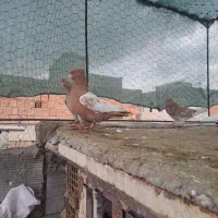 کبوتر سینه زرد 40 سانتی