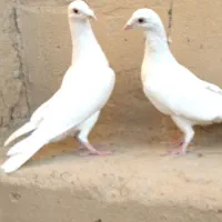 کبوتر .کفتر .شامی کرمانی