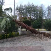 باغبانی و کارواش حیاط و سقف ویلا|خدمات باغبانی و درختکاری|سلمانشهر, |دیوار