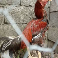 خروس لاری. گلین.لوهمن.مرواریدی وکاکلی
