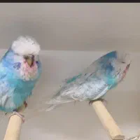 مرغ عشق انگلیسی رینبو|پرنده|مشهد, شهرک امام هادی (شهرک غرب)|دیوار