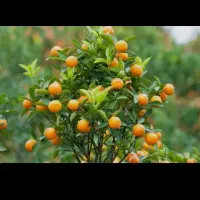 خرید وفروش پرتقال و نارنگی|عمده‌فروشی|قائم‌شهر, |دیوار