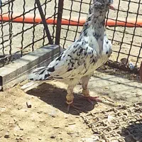 کفتر کوهی دم سفید نر درجه یک