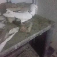 سه عددکبوتر|پرنده|همدان, |دیوار