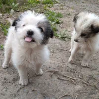 توله پا کوتاه شیتزو