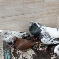 کفتر کبوتر|پرنده|پاکدشت, پاکدشت (مامازند)|دیوار