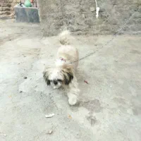 سگ خونگی نژاد شیتزوپیکینز ماده یکساله|سگ|نیشابور, شهرک رضوی|دیوار