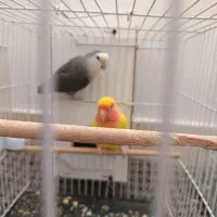 کوتوله برزیلی صورت هلویی