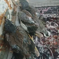 مینا