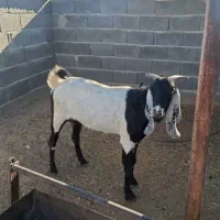 بز دورگ آبستن دوماه