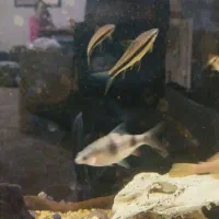 ماهی بارب تترا پانجاکس و فوکس سیامی