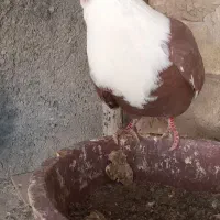 کله سفید نر