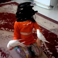 عروس هلندی البینو دستی