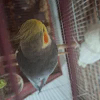عروس هلندی مولد|پرنده|شادگان, |دیوار