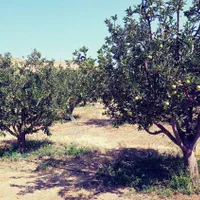 باغ 500 متری در یاغبستلو اهر|فروش دفتر صنعتی، کشاورزی، تجاری|اهر, |دیوار