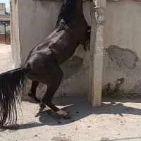 کره نریان 3ساله مشکی