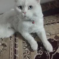 گربه نر