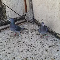 مسافت بلندکفتر مسابقه و ی جفت چپدم