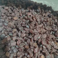 کشمش درشت و گوشتی تاکستان