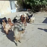بز و بزغاله داشتی|حیوانات مزرعه|خرم‌آباد, |دیوار