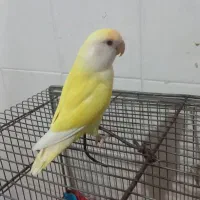 طوطی برزیلی نر رنگ خاص