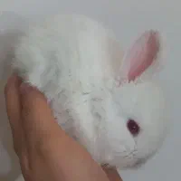 خرگوش یک ماهه