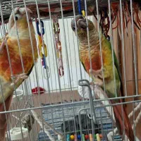 طوطی گرینچیک|پرنده|اردبیل, |دیوار