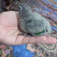 گرینچیک سرلاکی|پرنده|تبریز, |دیوار