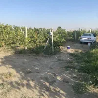 باغ انگور و میوه|فروش زمین و ملک کلنگی|محمدبار, |دیوار