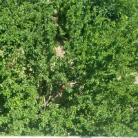 باغ-مهریز-750-متر