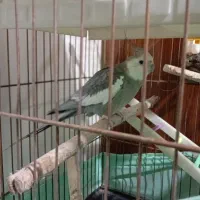 5عدد عروس هلندی همراه قفس