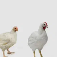 جوجه گوشتی نژاد راس308