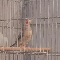 سهره نر قرص بخون