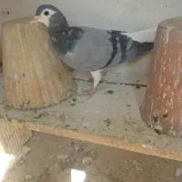 سلام دوستان پنج دمگیر|پرنده|اصفهان, اندوان|دیوار