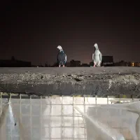 کبوتر پرشی|پرنده|مشهد, سجادیه|دیوار