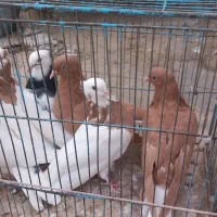 کفتر|پرنده|سبزوار, قصبه شرقی|دیوار