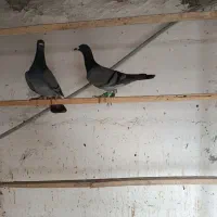 کبوتر|پرنده|بوئین زهرا, |دیوار