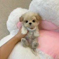 سگ های فنجونی سایز ریز