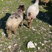 میش|حیوانات مزرعه|اسلامآباد غرب, |دیوار