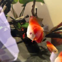 ماهی اکواریوم دیسکس|ماهی|پاکدشت, پاکدشت (مامازند)|دیوار