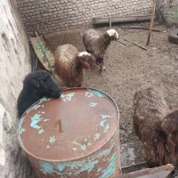 بره|حیوانات مزرعه|مزرعه کتول, |دیوار