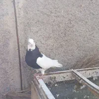 کبوتر کلفه|پرنده|اردبیل, |دیوار