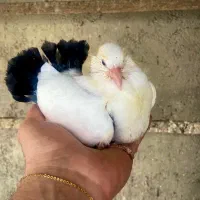 کبوتر دم چتری دم رنگی|پرنده|رودسر, |دیوار